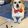 dog, bow_tie, blue_rug, tiled_floor, treat, indoor, pet, small_dog, brown_fur, looking, lying_down, close_up, floor, cozy, domestic, animal, cute, attention, food, decor