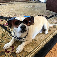 Jack is registered to the contest to win money with this photo: dog, sunglasses, pet, indoor, carpet, collar, small_dog, lying_down, floor, house, cute, animal, mammal, fur, domestic_animal, accessory, relaxed, home, stylish, portrait