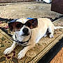 dog, sunglasses, pet, indoor, carpet, collar, small_dog, lying_down, floor, house, cute, animal, mammal, fur, domestic_animal, accessory, relaxed, home, stylish, portrait