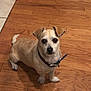 Jack joined the competition — help win amazing prizes! dog, small_dog, pet, indoor, wooden_floor, collar, tag, flooring, animal, cute, sitting, looking_up, ears, tail, domestic_animal, companion, fur, canine, alert, house