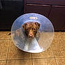 dog, cone_collar, brown_dog, indoor, kitchen, tile_floor, cabinet, dishwasher, pet, animal, looking_up, sad_expression, waiting, home, domestic, flooring, plastic_cone, pet_care, household, companion