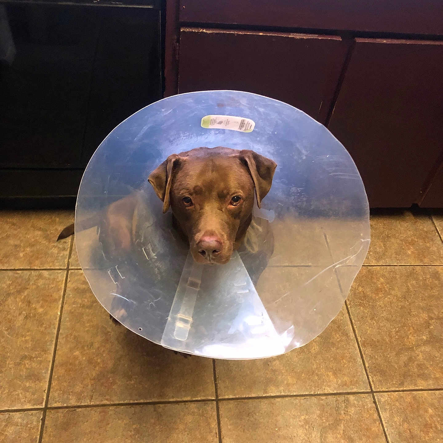 Turtle is registered to the contest to win money with this photo: dog, cone_collar, brown_dog, indoor, kitchen, tile_floor, cabinet, dishwasher, pet, animal, looking_up, sad_expression, waiting, home, domestic, flooring, plastic_cone, pet_care, household, companion