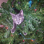 Lozen is registered to the contest to win money with this photo: cat, christmas_tree, holiday_lights, indoor, decorations, greenery, curious, pet, animal, feline, playful, tree_branches, festive, paws, eyes, ornaments, celebration, closeup, indoor_lighting, holiday