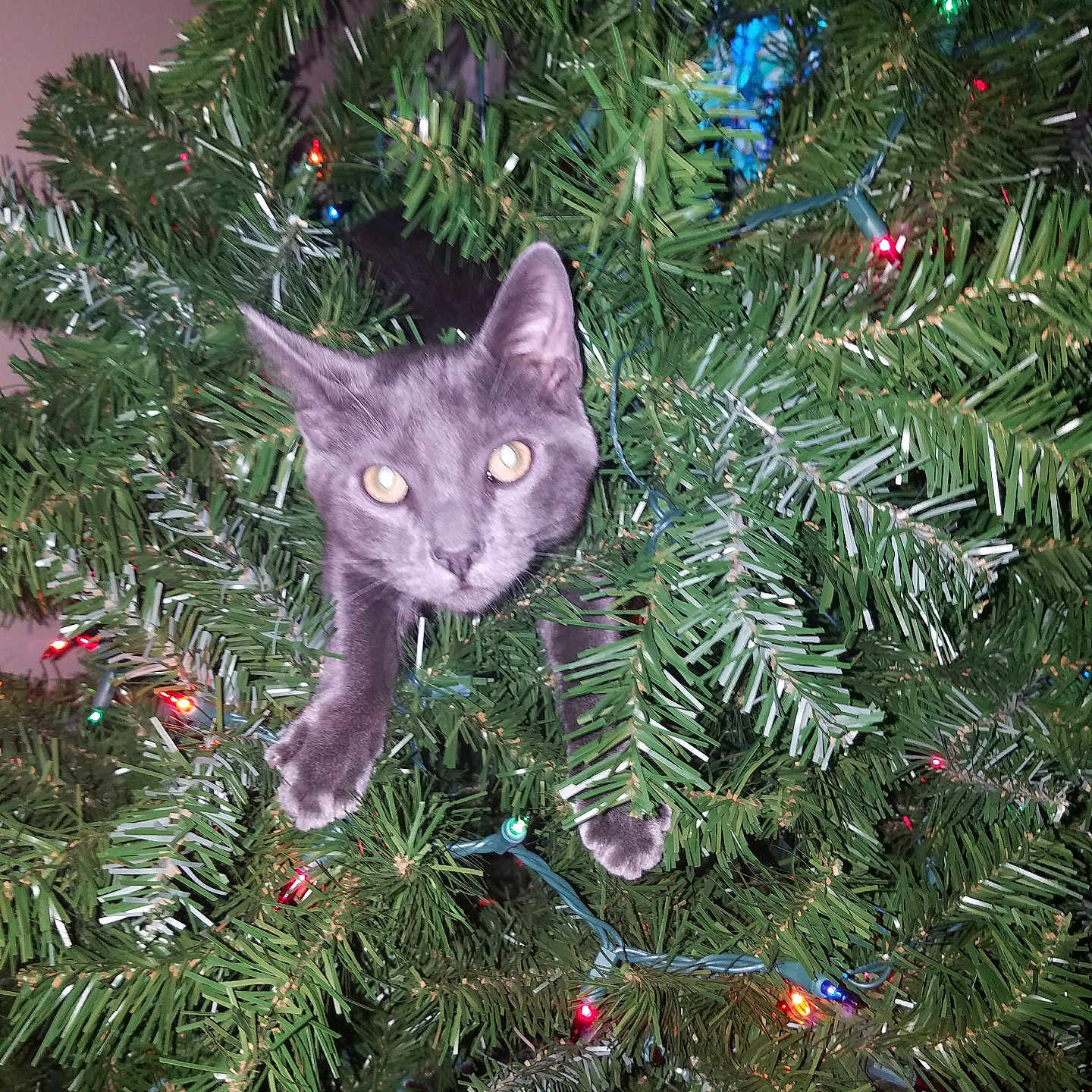Lozen is registered to the contest to win money with this photo: cat, christmas_tree, holiday_lights, indoor, decorations, greenery, curious, pet, animal, feline, playful, tree_branches, festive, paws, eyes, ornaments, celebration, closeup, indoor_lighting, holiday