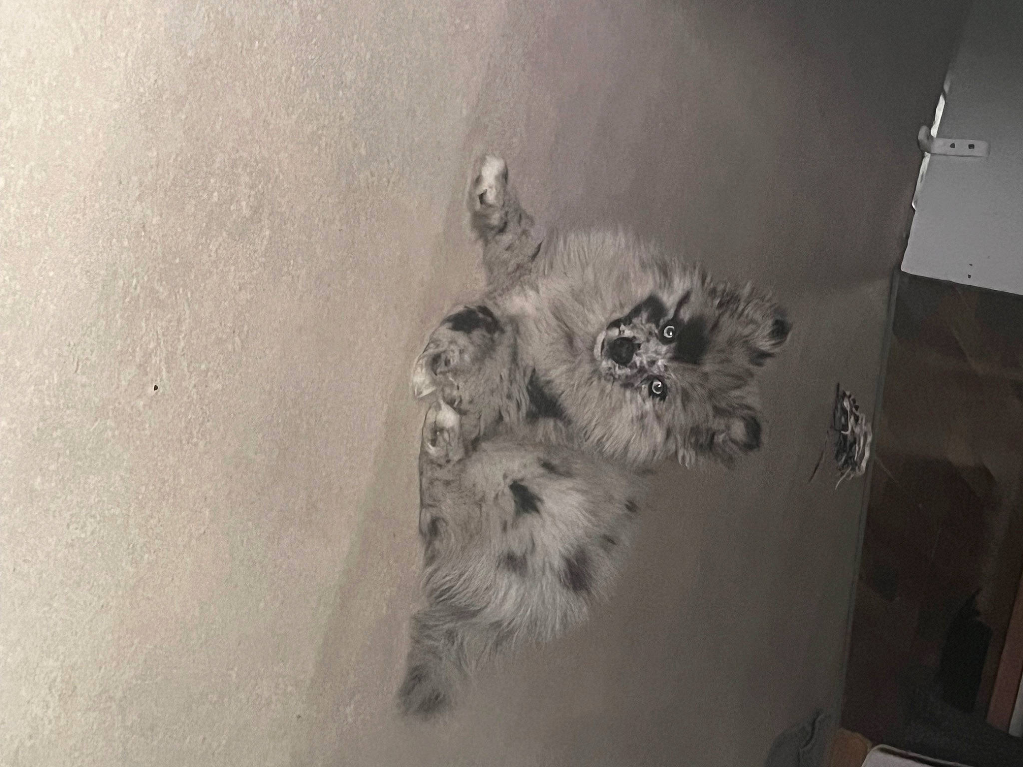 Boby a rejoint le concours — aidez-le/la à gagner de superbes lots ! art, canidae, carnivore, cat, dog_breed, feather, felidae, fur, grey, house, monochrome, monochrome_photography, paw, plant, small_to_medium_sized_cats, snout, sporting_group, tail, whiskers, wildlife