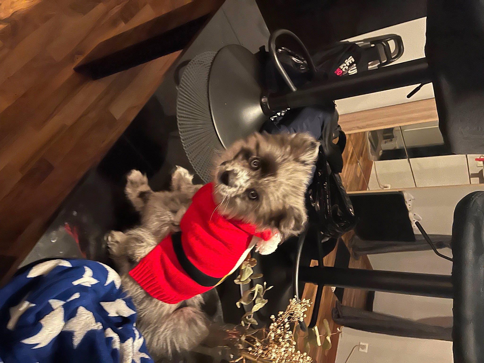 Boby a rejoint le concours — aidez-le/la à gagner de superbes lots ! automotive_tire, canidae, carnivore, companion_dog, dog, dog_breed, dog_clothes, dog_supply, fawn, fur, hat, rim, schnauzer, small_terrier, snout, sporting_group, terrier, toy_dog, wood, working_animal