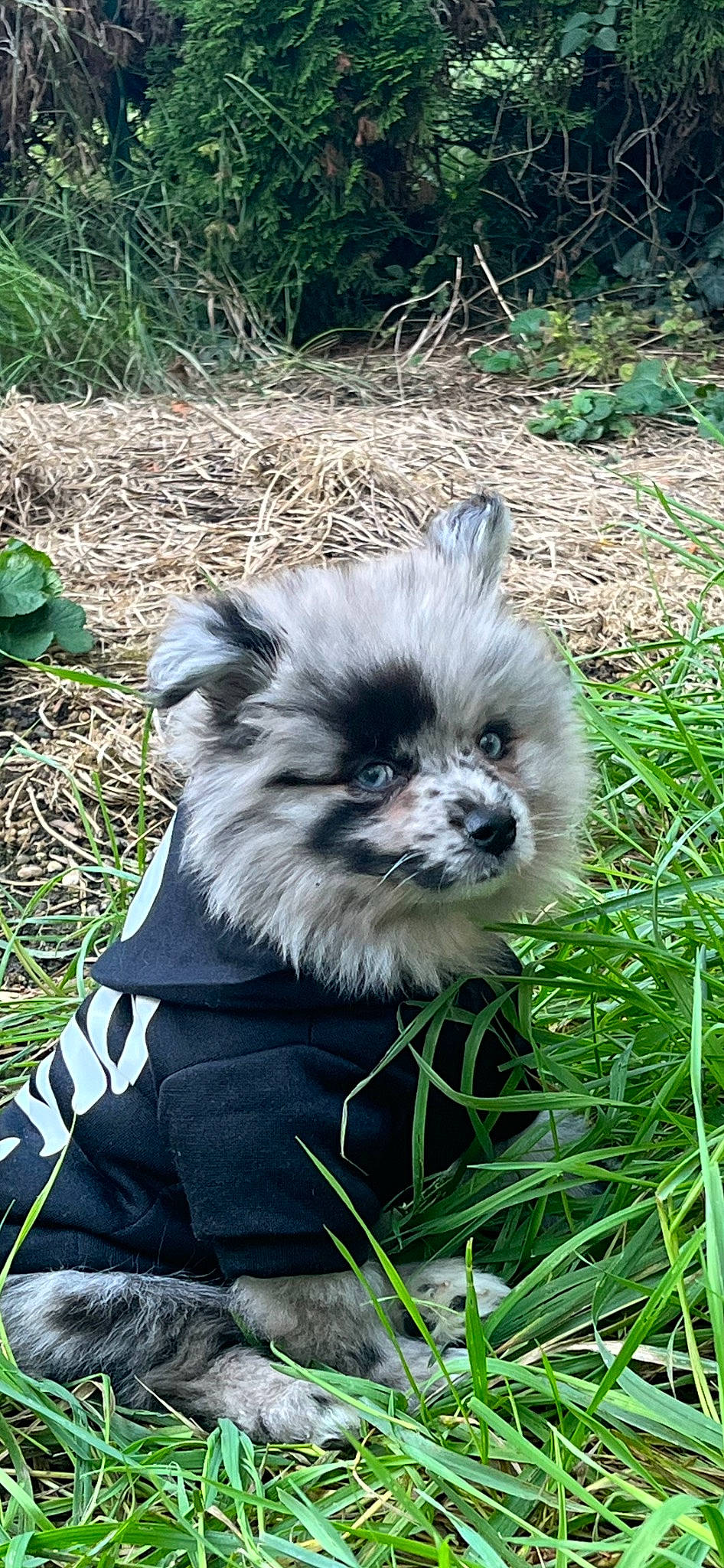 Boby a rejoint le concours — aidez-le/la à gagner de superbes lots ! canidae, carnivore, companion_dog, dog, dog_breed, dog_supply, fawn, fur, german_spitz_mittel, grass, green, plant, puppy, snout, sporting_group, terrestrial_animal, toy_dog, volpino_italiano, whiskers, wildlife