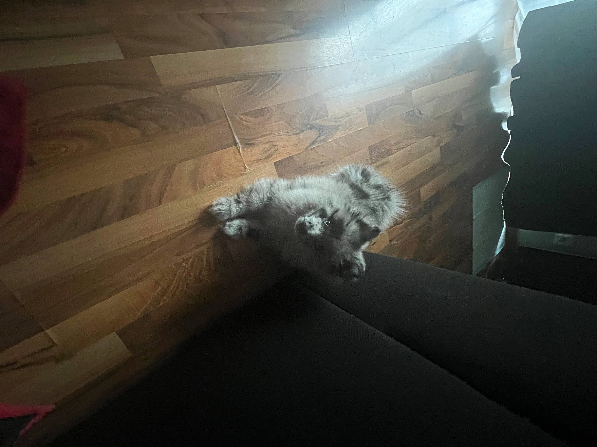 Boby participe au concours pour gagner de l'argent avec cette photo : ceiling, chair, cloud, companion_dog, darkness, dog, floor, flooring, glass, grey, hardwood, room, shadow, sky, tail, tints_and_shades, toy_dog, windshield, wing, wood