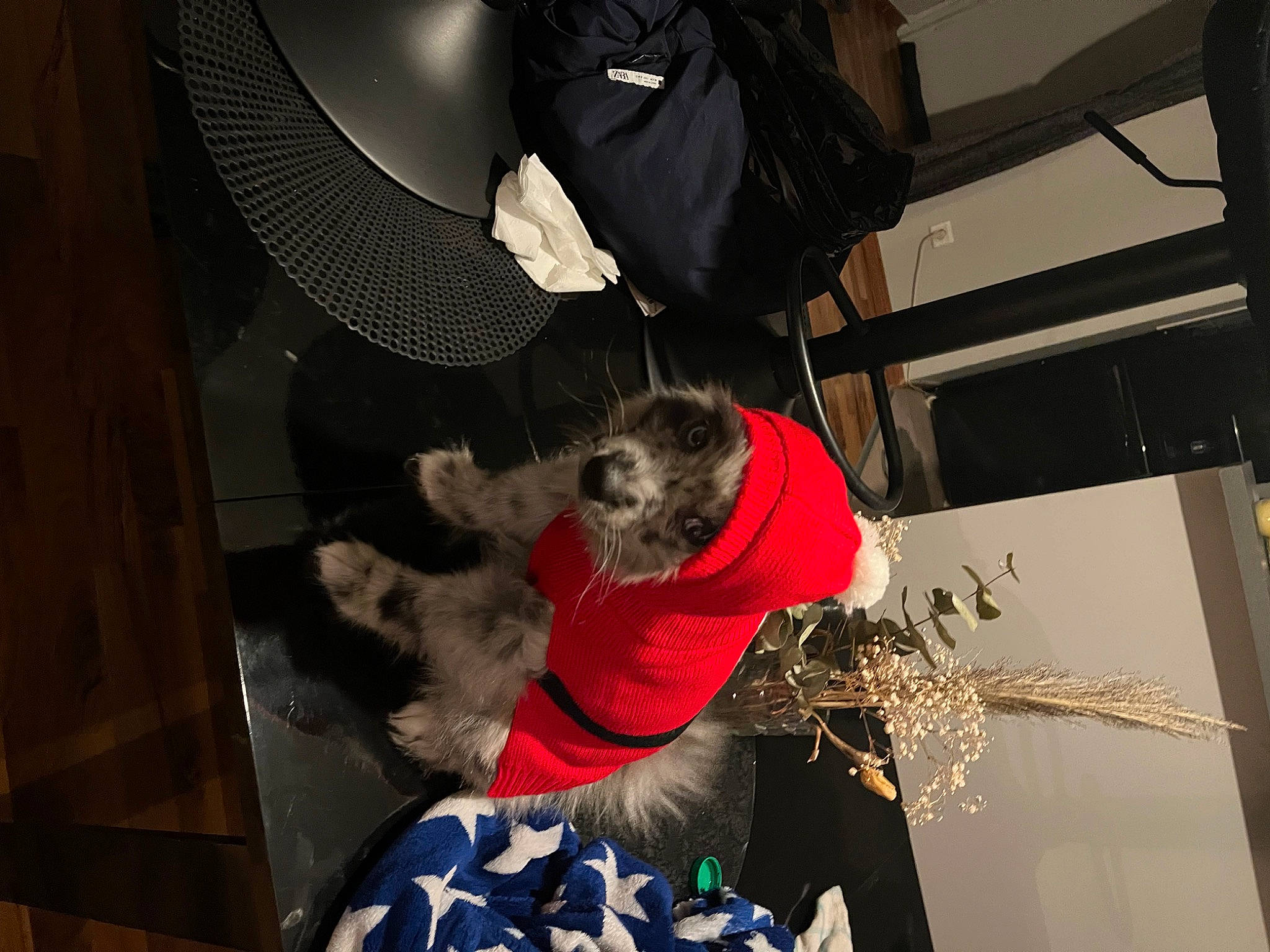 Boby a rejoint le concours — aidez-le/la à gagner de superbes lots ! art, artist, canidae, carmine, carnivore, chair, companion_dog, dog, dog_breed, event, flooring, fun, fur, non_sporting_group, room, sporting_group, tree, visual_arts