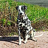 Naya participe au concours pour gagner de l'argent avec cette photo : dalmatian, dog, animal, pet, sitting, outdoor, grass, plants, path, sunlight, black_and_white, spots, collar, nature, canine, fur, daylight, quiet, calm, portrait