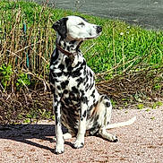 Naya a rejoint le concours — aidez-le/la à gagner de superbes lots ! dalmatian, dog, sitting, outdoor, sunlight, grass, greenery, path, nature, spots, collar, pet, animal, canine, daylight, shadow, relaxed, fur, muzzle, ears