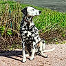 dalmatian, dog, sitting, outdoor, sunlight, grass, greenery, path, nature, spots, collar, pet, animal, canine, daylight, shadow, relaxed, fur, muzzle, ears