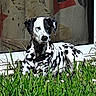 Naya participe au concours pour gagner de l'argent avec cette photo : dalmatian, dog, grass, outdoor, pet, animal, spotted, relaxed, sunlight, window, glass_door, nature, greenery, laying_down, domestic, canine, fur, spot_pattern, quiet, peaceful