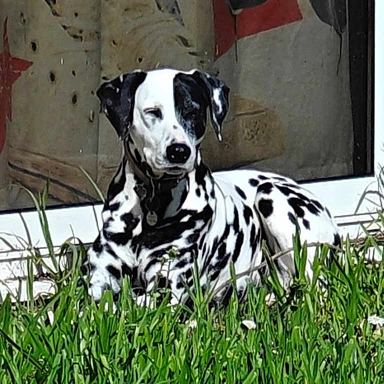 Naya participe au concours pour gagner de l'argent avec cette photo : dalmatian, dog, grass, outdoor, pet, animal, spotted, relaxed, sunlight, window, glass_door, nature, greenery, laying_down, domestic, canine, fur, spot_pattern, quiet, peaceful