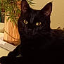animal, bamboo_vase, black_cat, cat, close_up, cute, domestic_cat, feline, fur, green_leaves, home_decor, indoor, mammal, pet, plant, portrait, relaxed, table, whiskers, yellow_eyes