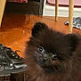 animal, black_dog, boot, chair, cute, dog, eyes, floor, fluffy, fur, furniture, home, indoor, legs, looking, pet, pomeranian, puppy, shoe, small_dog