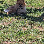Lylo participe au concours pour gagner de l'argent avec cette photo : animal, canine, collar, daytime, dog, fence, fluffy, grass, greenery, leash, nature, outdoor, pet, playground, relaxed, shadow, smiling, summer, sunlight, yard