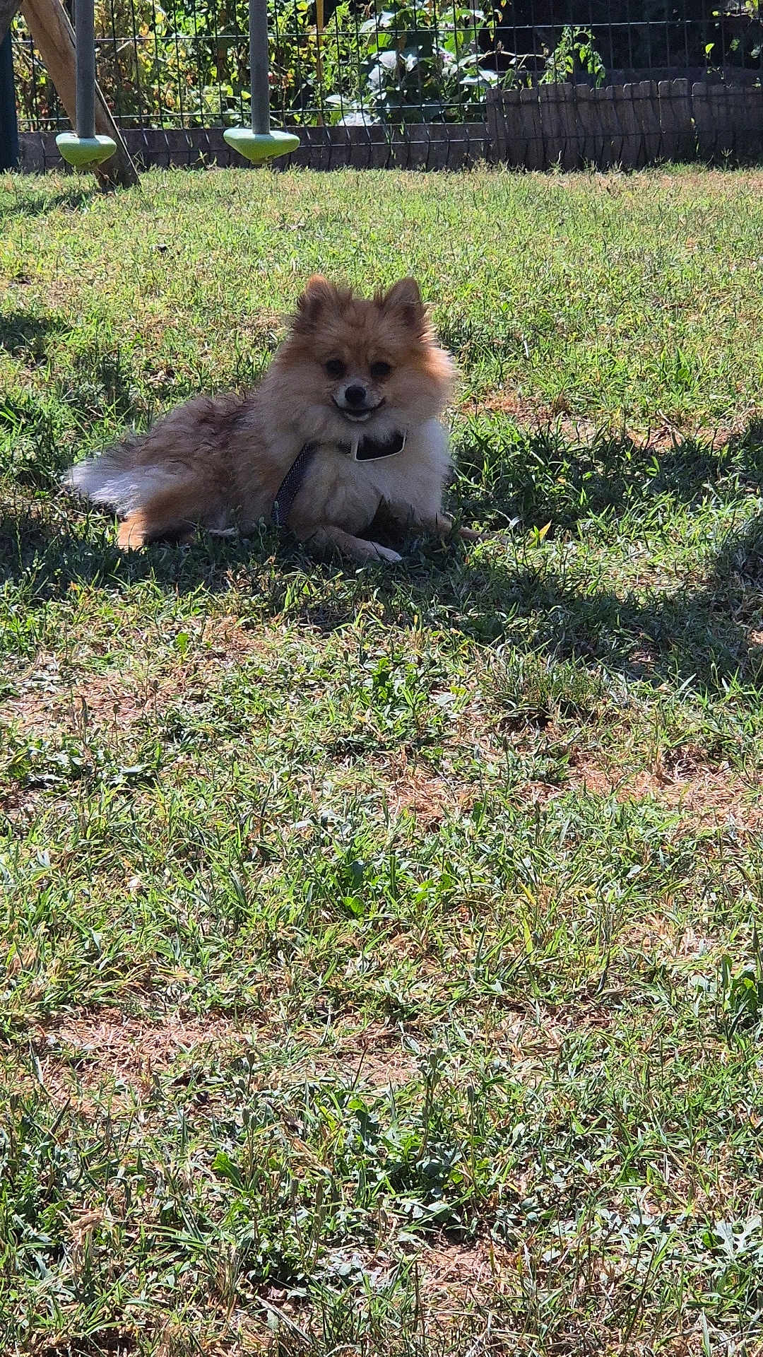Lylo