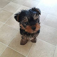 Snoopy a rejoint le concours — aidez-le/la à gagner de superbes lots ! australian_silky_terrier, biewer_terrier, canidae, carnivore, chinese_imperial_dog, companion_dog, dog, dog_breed, maltepoo, mammal, morkie, puppy, schnoodle, small_terrier, sporting_lucas_terrier, terrier, toy_dog, vertebrate, yorkipoo, yorkshire_terrier