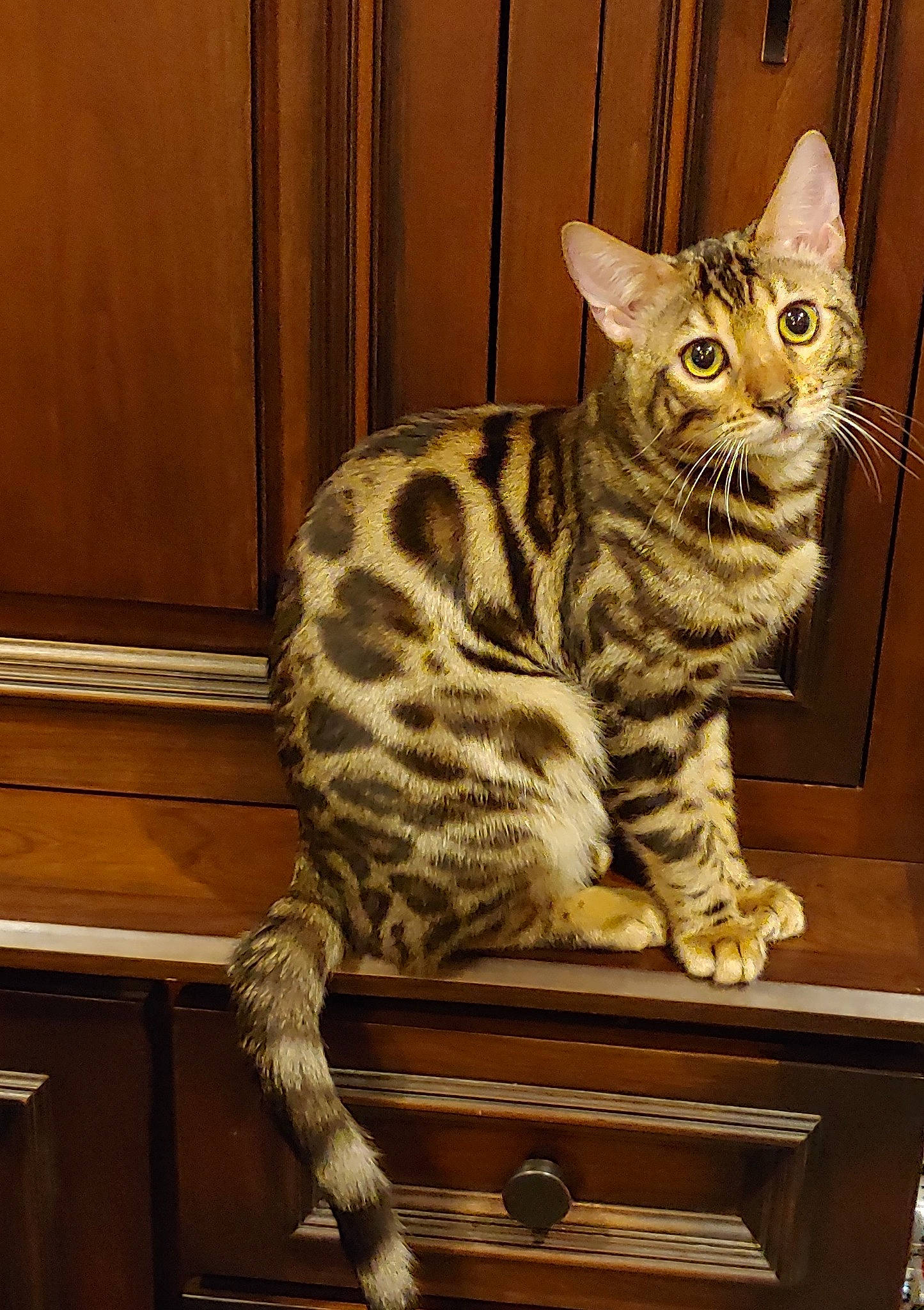 Izzy joined the competition — help win amazing prizes! carnivore, cat, cat_supply, domestic_short_haired_cat, door, felidae, flooring, fur, hardwood, pattern, paw, sitting, small_to_medium_sized_cats, snout, tail, terrestrial_animal, whiskers, wood, wood_stain