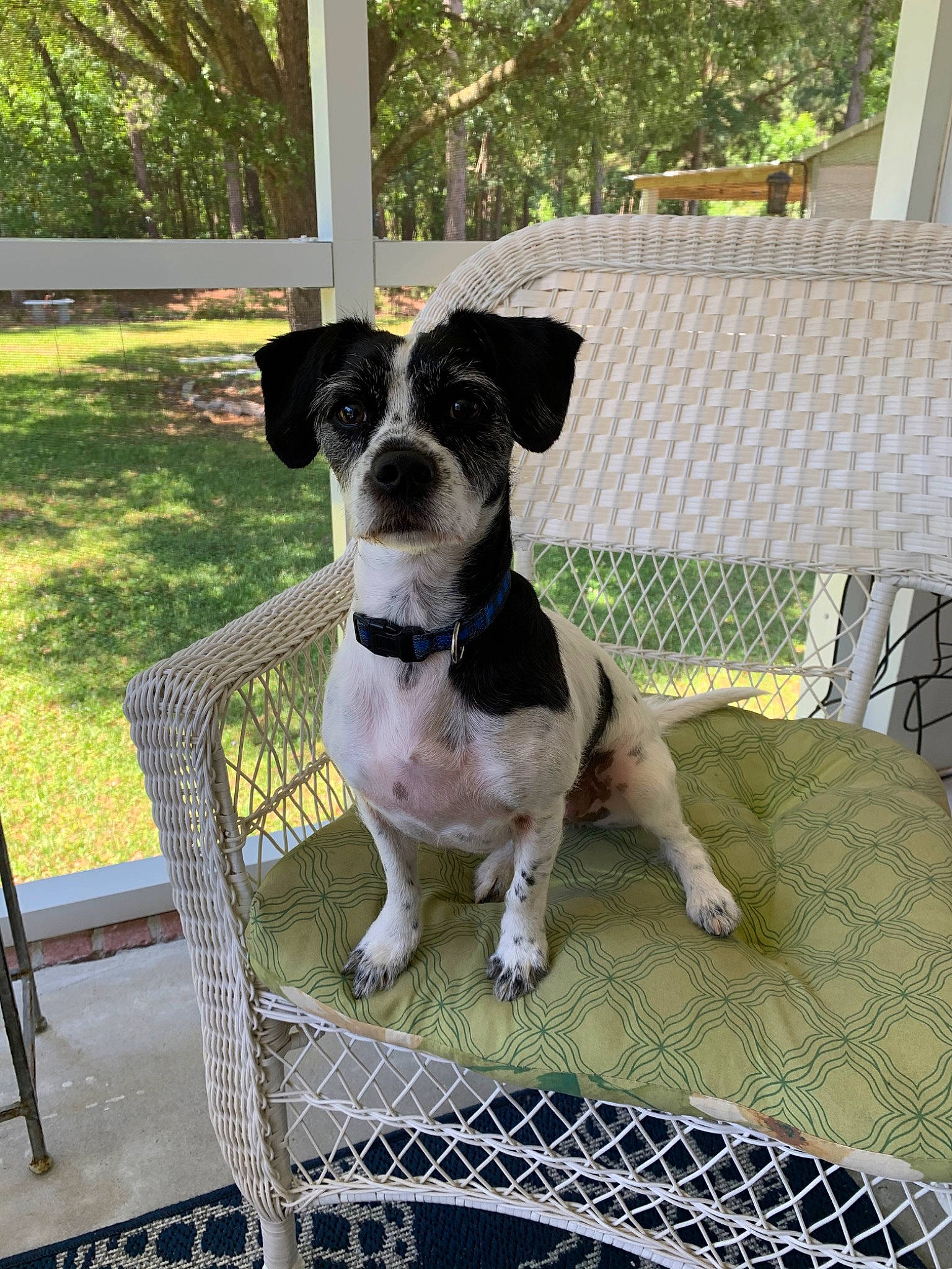 Mia Rogers joined the competition — help win amazing prizes! brazilian_terrier, canidae, carnivore, companion_dog, danish_swedish_farmdog, dog, dog_breed, feist, jack_russell_terrier, mammal, rare_breed_dog, rat_terrier, ratonero_bodeguero_andaluz, smooth_fox_terrier, snout, sporting_group, vertebrate