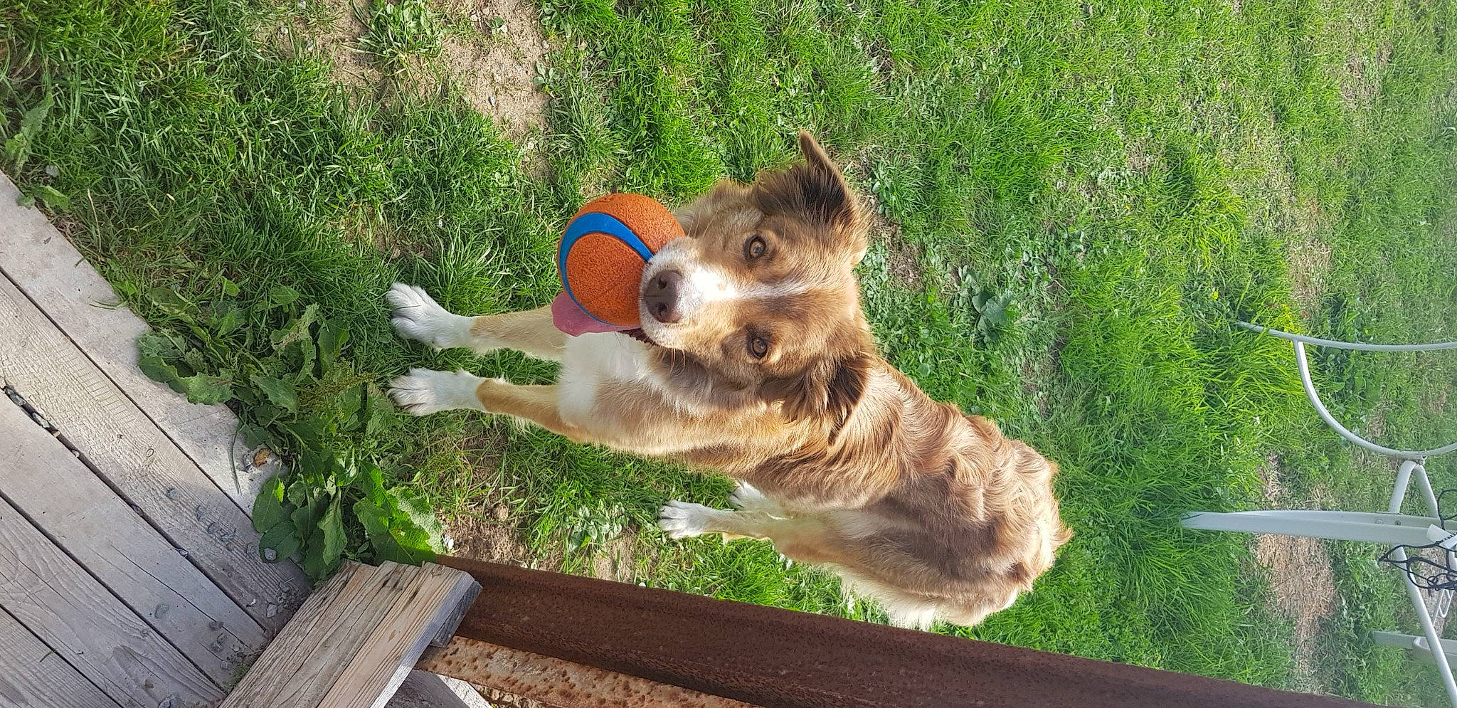 Noisette participe au concours pour gagner de l'argent avec cette photo : airedale_terrier, ball, bovine, canidae, carnivore, companion_dog, dog, dog_breed, fawn, felidae, grass, plant, snout, sporting_group, stuffed_toy, tail, toy, vertebrate, wood, working_animal