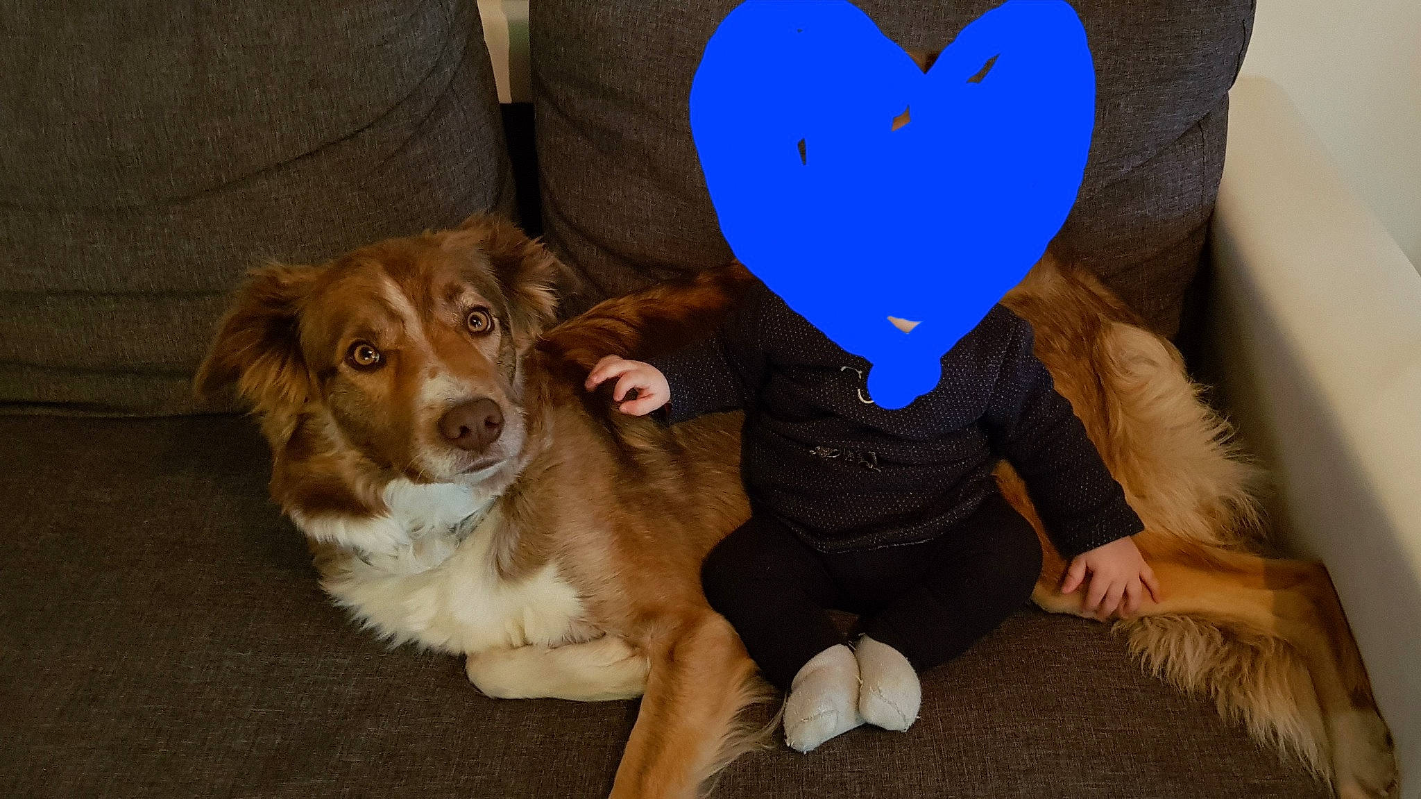 Noisette participe au concours pour gagner de l'argent avec cette photo : carnivore, child, comfort, companion_dog, dog, dog_breed, dog_supply, fashion_accessory, fawn, fun, fur, gesture, happy, liver, spaniel, sporting_group, stuffed_toy, toy, whiskers, working_animal