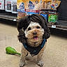 Duke Hammond is registered to the contest to win money with this photo: dog, pet, wig, store, floor, toy, treats, shelf, happy, tongue_out, curly_hair, animal, indoor, small_dog, brown, white, playful, cute, accessory, canine