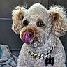 Duke Hammond is registered to the contest to win money with this photo: dog, curly_fur, tongue_out, collar, tag, gold_chain, pet, cute, fluffy, car_seat, blanket, indoor, close_up, brown_eyes, small_dog, licking, fur_texture, animal, companion, adorable