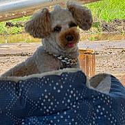 Duke Hammond is registered to the contest to win money with this photo: dog, pet, curly_ears, collar, bed, blue_bed, tongue_out, outdoor, grass, mud, metal_rail, playful, cozy, animal, fur, cute, portrait, resting, sunlight, nature