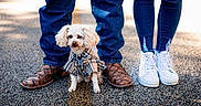 Duke Hammond joined the competition — help win amazing prizes! dog, small_dog, white_dog, plaid_shirt, clothing, jeans, blue_jeans, skinny_jeans, brown_shoes, white_sneakers, feet, legs, asphalt, road, yellow_line, outdoor, pet, animal, casual, fashion