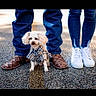 dog, small_dog, white_dog, plaid_shirt, clothing, jeans, blue_jeans, skinny_jeans, brown_shoes, white_sneakers, feet, legs, asphalt, road, yellow_line, outdoor, pet, animal, casual, fashion