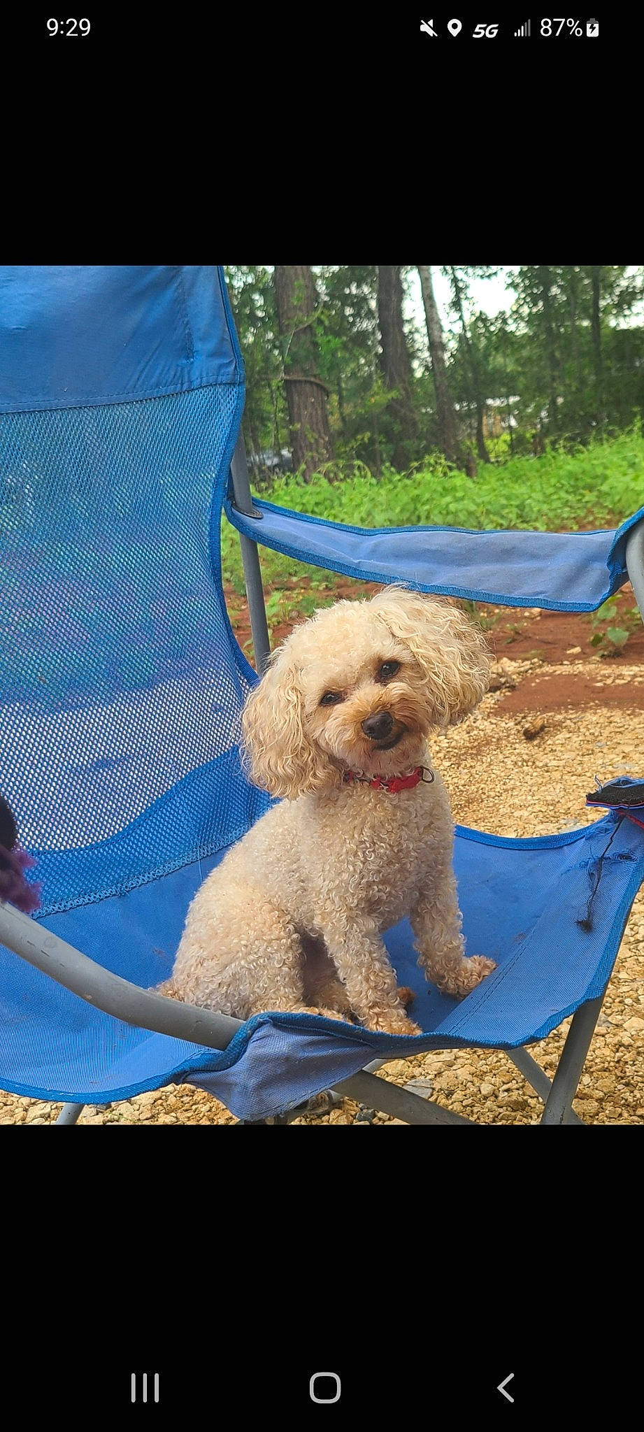 Duke joined the competition — help win amazing prizes! blue, canidae, carnivore, chair, companion_dog, dog, dog_breed, dog_collar, dog_supply, eyewear, labradoodle, outdoor_furniture, pet_supply, plant, poodle, sporting_group, terrier, toy_dog, tree, water_dog