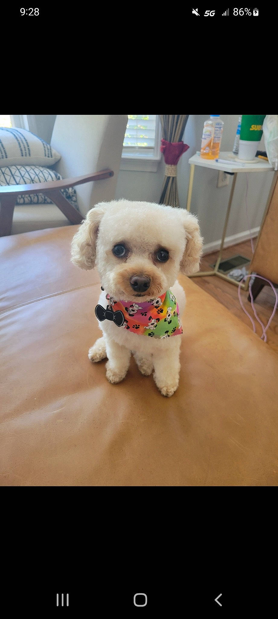 Duke joined the competition — help win amazing prizes! carnivore, companion_dog, dog, dog_breed, dog_clothes, dog_collar, dog_supply, eyewear, fawn, floor, flooring, fur, glasses, pet_supply, snout, sporting_group, sunglasses, toy, toy_dog, working_animal