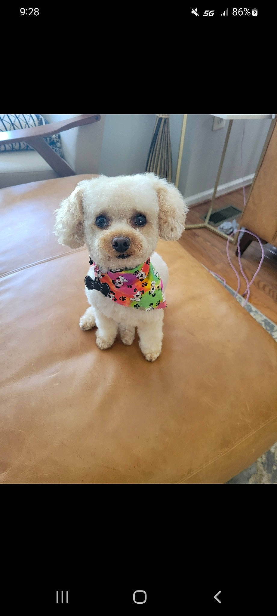 Duke joined the competition — help win amazing prizes! carnivore, companion_dog, couch, dog, dog_breed, dog_clothes, dog_collar, dog_supply, fawn, glasses, pet_supply, puppy_love, snout, sporting_group, stuffed_toy, sunglasses, toy, toy_dog, wood, working_animal