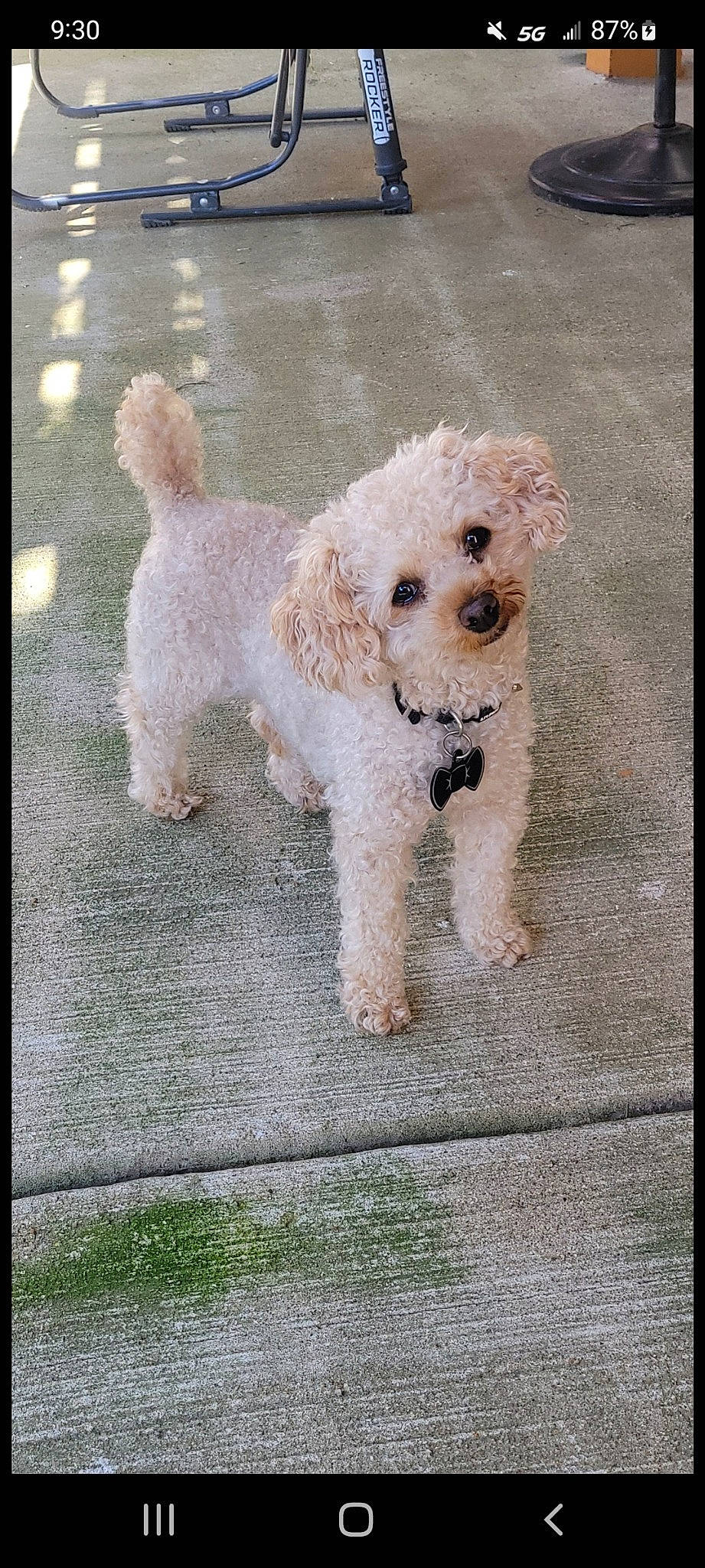 Duke is registered to the contest to win money with this photo: canidae, carnivore, companion_dog, dog, dog_breed, dog_collar, fawn, labradoodle, maltepoo, poodle, puppy, small_terrier, snout, sporting_group, tail, terrier, toy, toy_dog, water_dog, working_animal