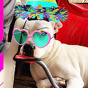 Snowball is registered to the contest to win money with this photo: dog, white_dog, party_hat, sunglasses, heart_shaped_glasses, birthday_cake, candles, balloons, streamers, party, celebration, chair, wooden_floor, pink_border, confetti, indoors, relaxed, pet, festive, accessories