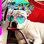dog, white_dog, party_hat, sunglasses, heart_shaped_glasses, birthday_cake, candles, balloons, streamers, party, celebration, chair, wooden_floor, pink_border, confetti, indoors, relaxed, pet, festive, accessories