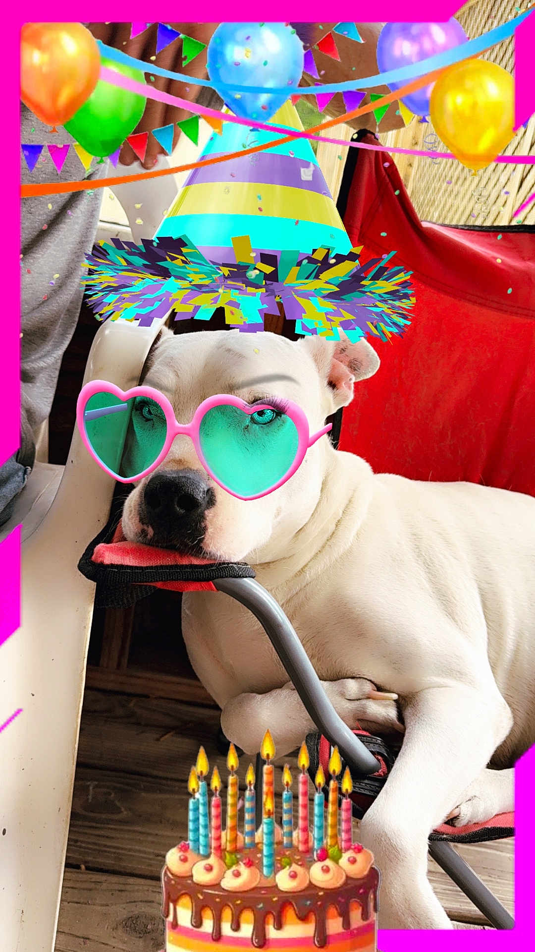 Snowball is registered to the contest to win money with this photo: dog, white_dog, party_hat, sunglasses, heart_shaped_glasses, birthday_cake, candles, balloons, streamers, party, celebration, chair, wooden_floor, pink_border, confetti, indoors, relaxed, pet, festive, accessories