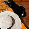 animal, black_cat, cat, cozy, curious, domestic_cat, feline, flooring, hat, indoor, looking_up, orange_box, pet, relaxed, resting, tail, whiskers, white_paws, wooden_floor, woven_hat