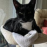 Celine joined the competition — help win amazing prizes! animal, black_and_white_cat, cat, cat_perch, chair, cozy, domestic_cat, ears, feline, fur, home, indoor, looking_at_camera, pet, relaxed, resting, soft, towel, whiskers, window