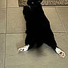 animal, black_cat, cat, curious, cute, domestic_cat, feline, floor, home, indoor, legs_stretched, looking_back, mammal, paws, pet, relaxed, resting, tile_floor, whiskers, white_paws