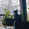 Jak joined the competition — help win amazing prizes! animal, cat, chain, curious, daylight, domestic, greenery, hanging_plant, indoor, leafless_tree, nature, pet, plant, pot, quiet, shadow, silhouette, still_life, tree, window