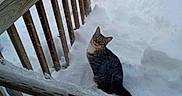 Jak joined the competition — help win amazing prizes! animal, backyard, cat, cold, curious, daytime, feline, frost, fur, looking_up, nature, outdoor, pet, quiet, sitting, snow, tabby_cat, window, winter, wooden_railing