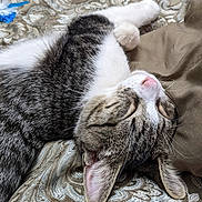 Jak is registered to the contest to win money with this photo: animal, cat, closeup, cozy, cute, domestic_animal, ear, fabric, fur, indoors, nose, pattern, paw, pet, relaxing, resting, sleeping, tabby, texture, whiskers