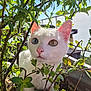 cat, white_cat, heterochromia, blue_eye, amber_eye, plant, greenery, leaves, sunlight, outdoor, closeup, pet, cute, curious, nature, feline, whiskers, pink_nose, animal, garden