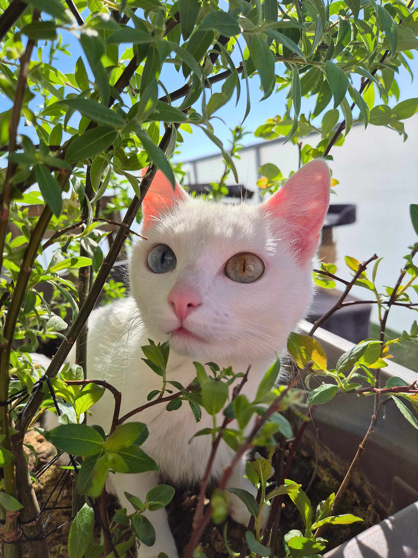 Lilith a rejoint le concours — aidez-le/la à gagner de superbes lots ! cat, white_cat, heterochromia, blue_eye, amber_eye, plant, greenery, leaves, sunlight, outdoor, closeup, pet, cute, curious, nature, feline, whiskers, pink_nose, animal, garden
