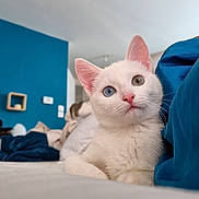 Lilith participe au concours pour gagner de l'argent avec cette photo : cat, white_cat, heterochromia, blue_eye, amber_eye, indoor, bed, blanket, cozy, feline, pet, cute, animal, resting, closeup, portrait, domestic_cat, fur, whiskers, curious