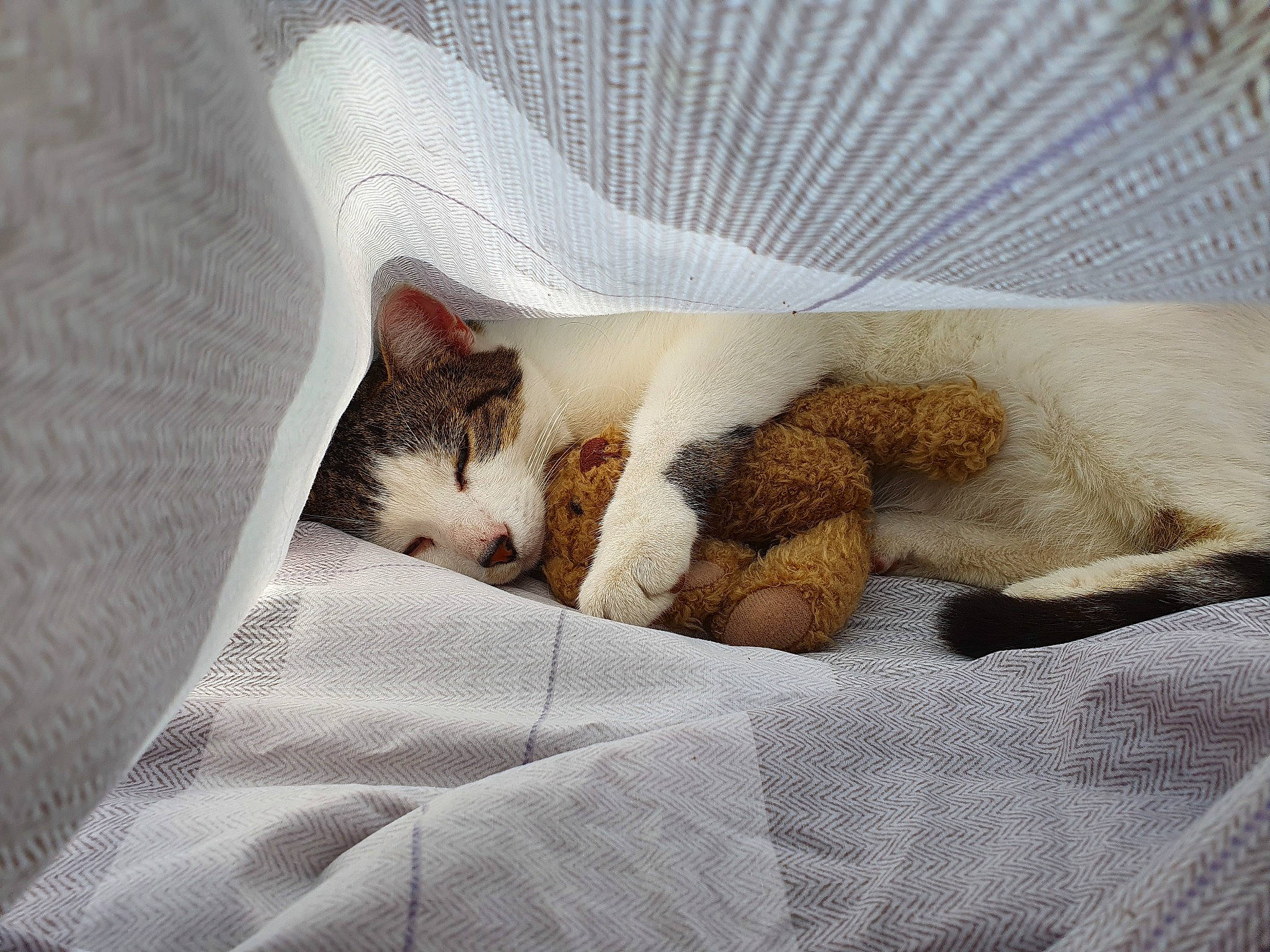 Lucifer a rejoint le concours — aidez-le/la à gagner de superbes lots ! bed, bedding, carnivore, cat, comfort, couch, domestic_short_haired_cat, fawn, felidae, fur, grey, linens, pattern, paw, small_to_medium_sized_cats, snout, tail, textile, whiskers, wood