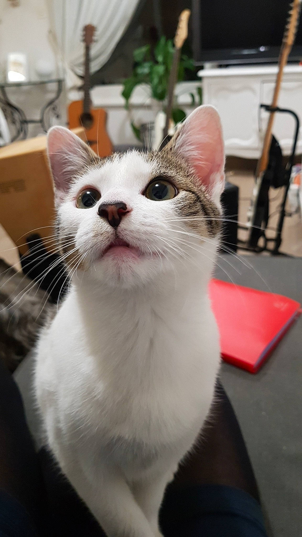 Lucifer a rejoint le concours — aidez-le/la à gagner de superbes lots ! carnivore, cat, chair, collar, domestic_short_haired_cat, eye, felidae, fur, plant, small_to_medium_sized_cats, snout, whiskers, window